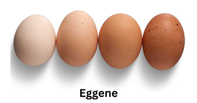 eggene