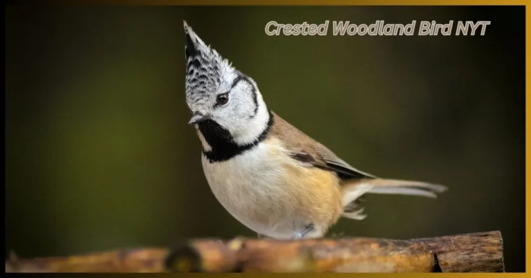 Crested Woodland Bird NYT